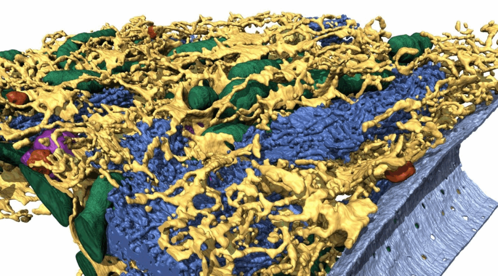 Frontiers in Imaging: celebrating the EMBI-ZEISS partnership on volumeEM